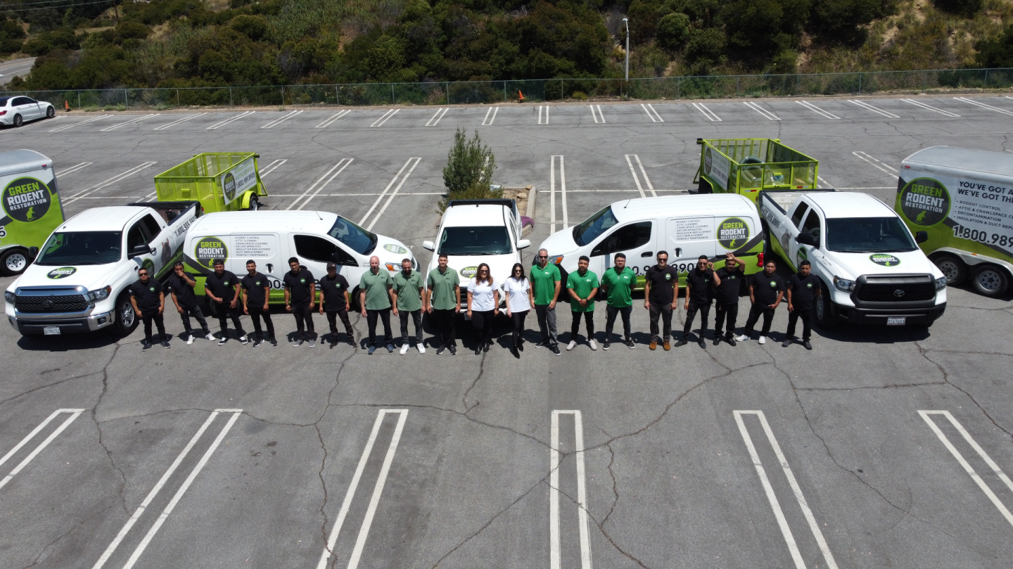 Green Rodent Restoration