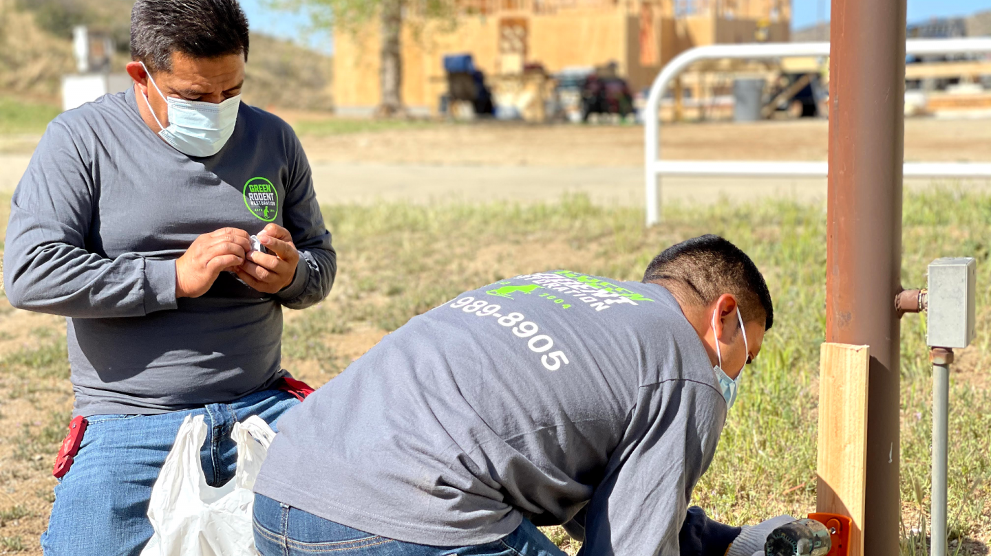 Green Rodent Restoration