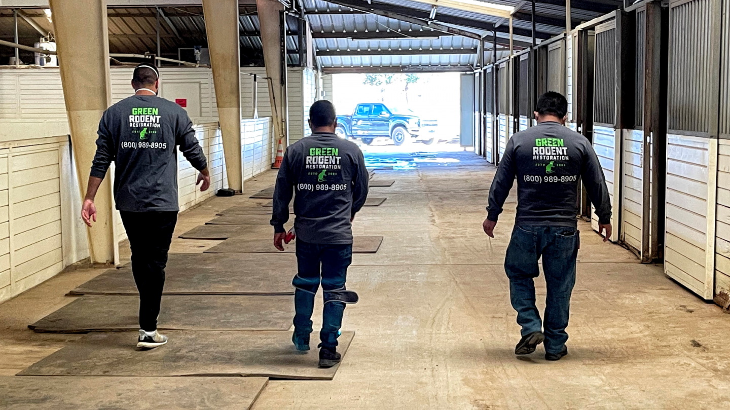 Green Rodent Restoration